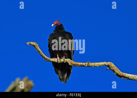 Geier sitzt in einem Baum Stockfoto