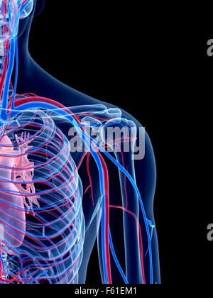 das menschliche Gefäßsystem - Schulter Stockfoto