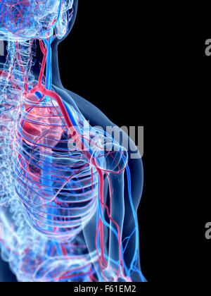 das menschliche Gefäßsystem - Schulter Stockfoto