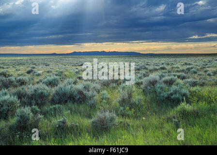 Sunburst über Prärie östlich der kleinen Rocky Mountains im Phillips County von Nordosten montana Stockfoto