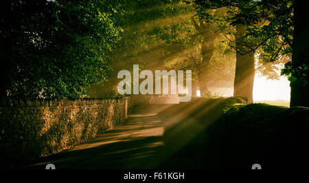 Sonnenstrahlen, die durch Bäume und Blätter in einer ruhigen Seitenstraße von Devon kommenden in der Nähe von Newton Abbot. Stockfoto