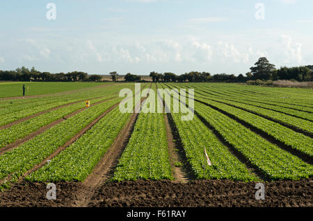 Intensiv angebaut Salat Ernte Bawdsey Suffolk UK Stockfoto