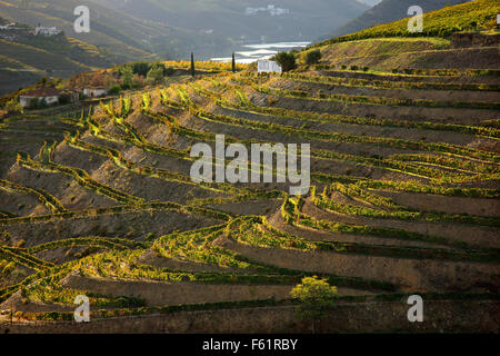 Weinberge im Douro-Tal im Herzen des Alto Douro Wein-Region (UNESCO-Weltkulturerbe,), Porto e Norte, Portugal Stockfoto