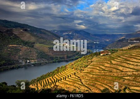 Weinberge im Douro-Tal im Herzen des Alto Douro Wein-Region (UNESCO-Weltkulturerbe,), Porto e Norte, Portugal Stockfoto