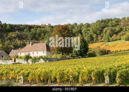 Reihen von Weinreben wachsen in den Weinbergen und ein Schloss im Burgund Frankreich im Herbst Stockfoto