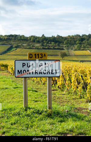 Der burgundische Weinstraße in Puligny Montrachet. Reihen von Weinreben wachsen in den Weinbergen in Burgund Frankreich im Herbst mit der tow Stockfoto