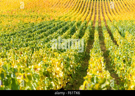 Reihen von Weinreben wachsen in den Weinbergen in Burgund Frankreich im Herbst Stockfoto