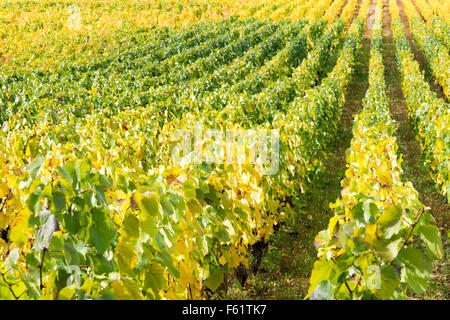 Reihen von Weinreben wachsen in den Weinbergen in Burgund Frankreich im Herbst Stockfoto