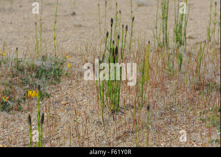 Kegelförmige, spore-Lager strobili an den Spitzen der Triebe der Ackerschachtelhalm, gemeinsame Schachtelhalm oder mare Schwanz (Equisetum arvense) wachsen im Sand Stockfoto