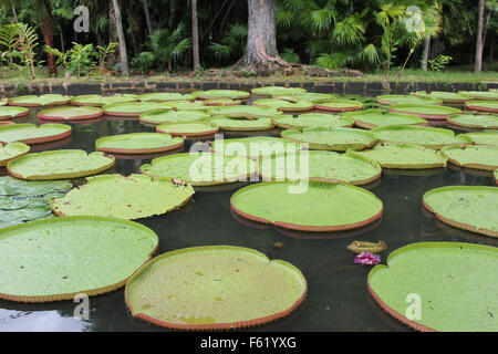 Runde Lotus Blätter auf der Oberseite einen Teich Stockfoto