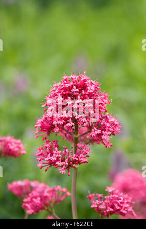 Centranthus Ruber in eine krautige Grenze wachsen. Stockfoto