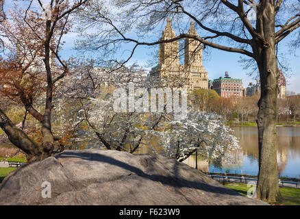 Central Park Lake mit blühenden Yoshino Kirschbäume im Frühling, Upper West Side von Manhattan, New Tork City Stockfoto
