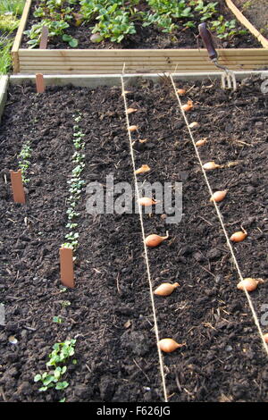 Allium Cepa. Zwiebelsätze, die für das Bepflanzen in einem erhöhten Bett mit Hilfe von Streichellinienführungen platziert werden. GROSSBRITANNIEN Stockfoto