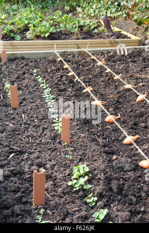 Allium Cepa. Zwiebelsätze, die für das Bepflanzen in einem erhöhten Bett mit Hilfe von Streichellinienführungen platziert werden. GROSSBRITANNIEN Stockfoto