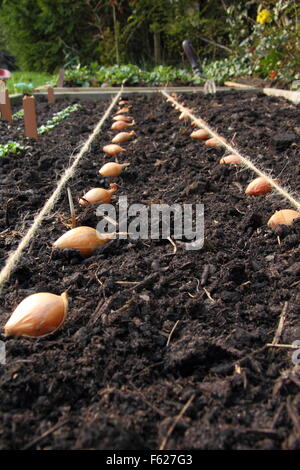 Allium Cepa. Zwiebelsätze, die für das Bepflanzen in einem erhöhten Bett mit Hilfe von Streichellinienführungen platziert werden. GROSSBRITANNIEN Stockfoto