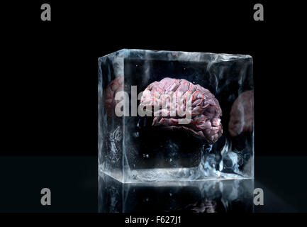 Studioaufnahme des menschlichen Gehirns Modell in Eiswürfel eingefroren Stockfoto