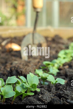 Salat Salat Sämlinge wachsen im Boden in Gemüse Hochbeet in einer heimischen Garten, England UK - Frühling Stockfoto