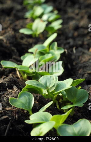 Salat-Sämlinge wachsen im Boden im Freien in Gemüse Hochbeet, England UK - Frühling Stockfoto