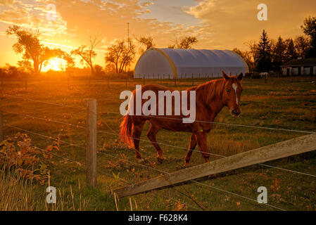 Pferde bei Sonnenaufgang, Taber, Alberta, Kanada Stockfoto