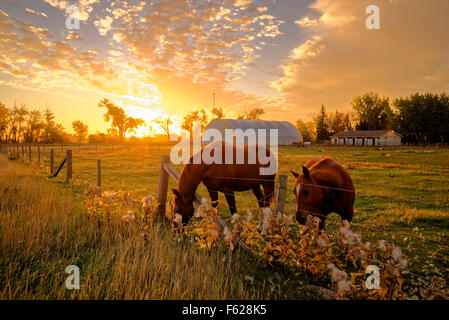 Pferde Essen Wolfsmilch Samen, Taber, Alberta, Kanada Stockfoto