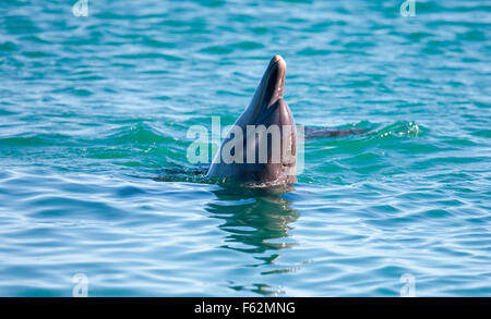 Monkey Mia Bottlenosed Delphin, Flasche Nase, Delfine, Australien, West Australien Kalbarri, Monkey Mia Stockfoto