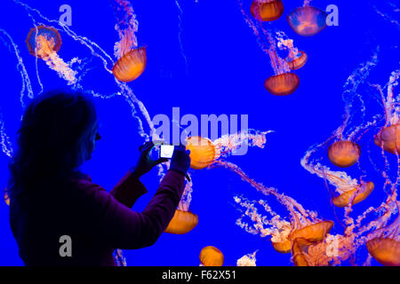 Westküste Meer Brennnessel Quallen, Monterey Bay Aquarium, Cannery Row, Monterey, Kalifornien Stockfoto