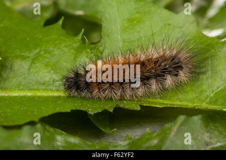 Holz-Tiger, Caterpillar, Raupe, Parasemia Plantaginis, Phalaena Plantaginis, Wegerich-Bärenspinner, Wegerich-Bär, Wegerichbär Stockfoto