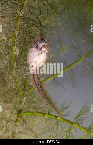 Essbare Frosch, Kaulquappe, Kaulquappe, Teichfrosch, Grünfrosch, Wasserfrosch, Rana kl. Esculenta, außer kl. esculentus Stockfoto