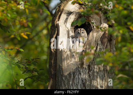 Waldkauz, Waldkauz, Ruht bin Tage in Einer Baumhöhle, Strix Aluco, Wald-Kauz, Kauz, Käuzchen Stockfoto