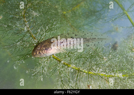 Essbare Frosch, Kaulquappe, Kaulquappe, Teichfrosch, Grünfrosch, Wasserfrosch, Rana kl. Esculenta, außer kl. esculentus Stockfoto