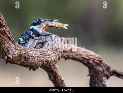 Trauerschnäpper Eisvogel mit Fisch Stockfoto