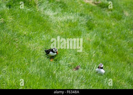 Atlantic Papageientaucher, fratercula Arctica sitzen auf Gras auf den Färöer Inseln Stockfoto