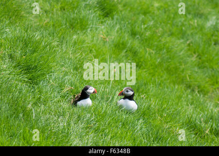 Atlantic Papageientaucher, fratercula Arctica sitzen auf Gras auf den Färöer Inseln Stockfoto