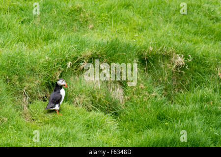 Papageitaucher, fratercula Arctica sitzen auf Gras auf den Färöer Inseln Stockfoto