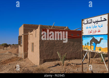 Rissani, Wüste Tür, Verkauf von Kamel Milch, Meknès-Tafilalet Region, südlich von Marokko, Marokko, Maghreb, Nordafrika. Stockfoto