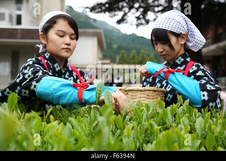 Junge Japanerinnen Hand holen grünen Teeblätter Erntezeit im Frühling im Garten Shukkei-En 7. Mai 2015 in Iwakuni City, Japan. Stockfoto