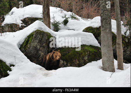 Europäischer Braunbär (Ursus Arctos Arctos) weibliche im Schnee im Frühjahr aus Den zwischen den Felsen im Wald Stockfoto