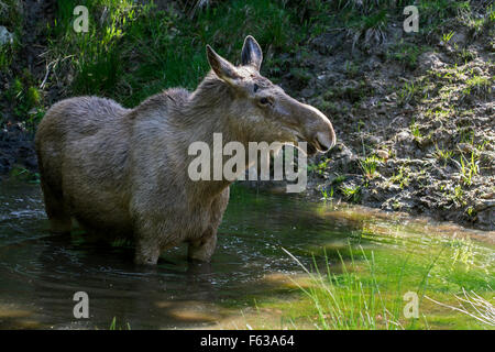 Elch (Alces Alces) weiblich / Kuh Kühlung nach unten im Wasser des Teiches, an einem heißen Tag im Sommer Stockfoto
