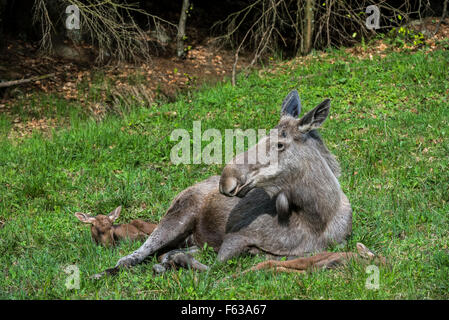 Elch (Alces Alces) weiblich / Kuh mit zwei Kälbern ruht in Grünland am Waldrand Stockfoto