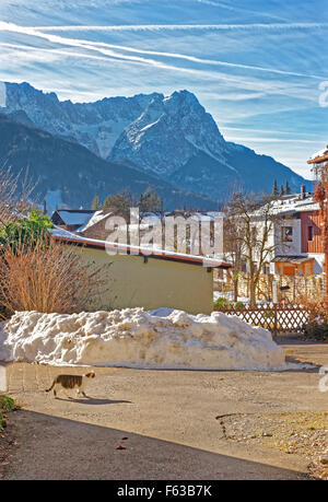 Katze auf der Straße in Garmisch-Partenkirchen, Deutschland. Schöne Berge, bedeckt mit Schnee im Hintergrund Stockfoto