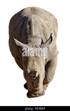 Nashorn isoliert auf weißem Hintergrund Stockfoto