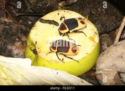 Paar der zentralen afrikanischen Sonne Käfer (Pachnoda Marginata) ernähren sich von Obst Stockfoto