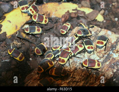 Dutzende von zentralen afrikanischen Sonne Käfer (Pachnoda Marginata) ernähren sich von Früchten und verfallende Holz Stockfoto