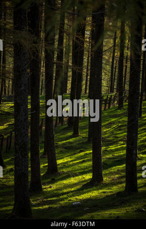 Die natürlichen Unterholz von einem Tannenwald Baum, in den atlantischen Pyrenäen. Naturrasenplatz. Stockfoto