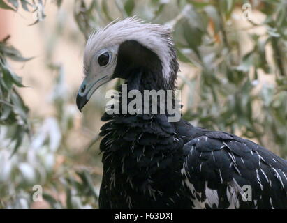 South American männliche blaue throated Piping Guan (Pipile Cumanensis), aka venezolanischen weiß leitete Piping Guan Stockfoto