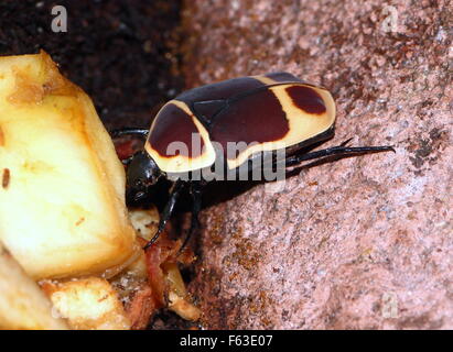 Nahaufnahme eines zentralen afrikanischen Sonne Käfers (Pachnoda Marginata) ernähren sich von Obst Stockfoto