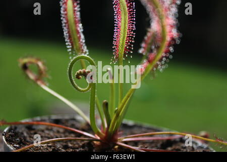 Kap-Sonnentau (Drosera Capensis) Stockfoto