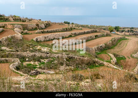 Traditionelle terrassierten Ackerland in der Nähe von Ramla Bay, Gozo, Malta. Stockfoto