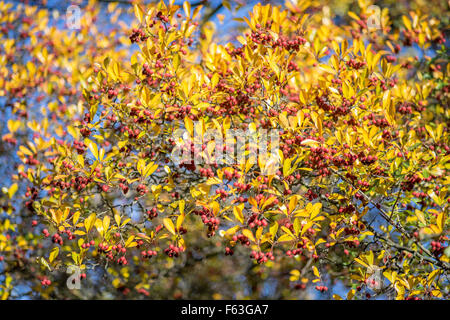 Weißdorn Thornapple gelbes Herbstlaub und roten Beeren gegen blauen Himmel Crategus monogyna Stockfoto