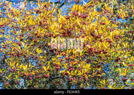 Weißdorn Thornapple gelbes Herbstlaub und roten Beeren gegen blauen Himmel Crategus monogyna Stockfoto